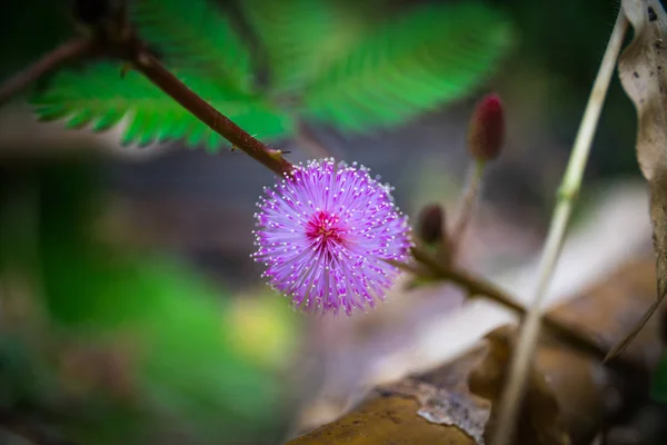 Cerca de flores silvestres pudica mimosa — Foto de Stock