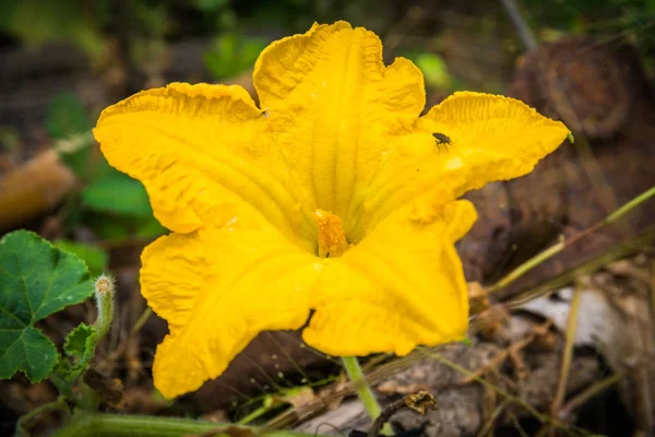 Un fiore di zucca in giardino con un piccolo insetto — Foto Stock