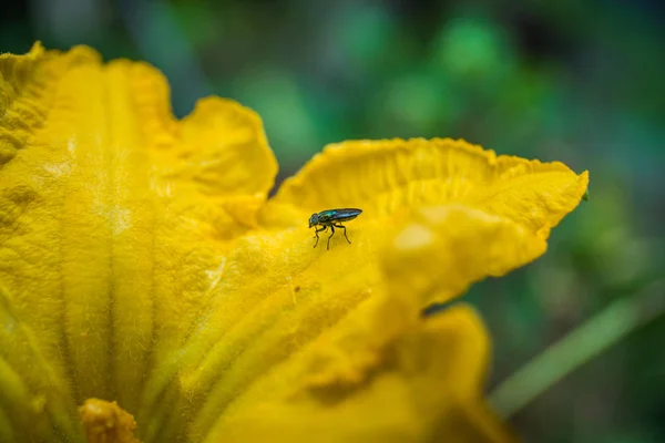 Close up pumpkin flower in the garden with a insect — Stock Photo, Image