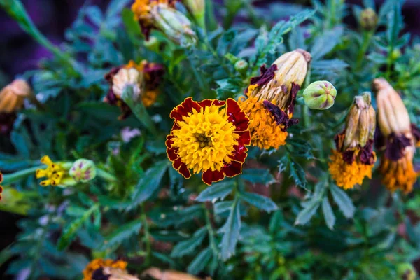 Die Gelb Rote Ringelblume Garten Mit Grünem Klingenhintergrund — Stockfoto