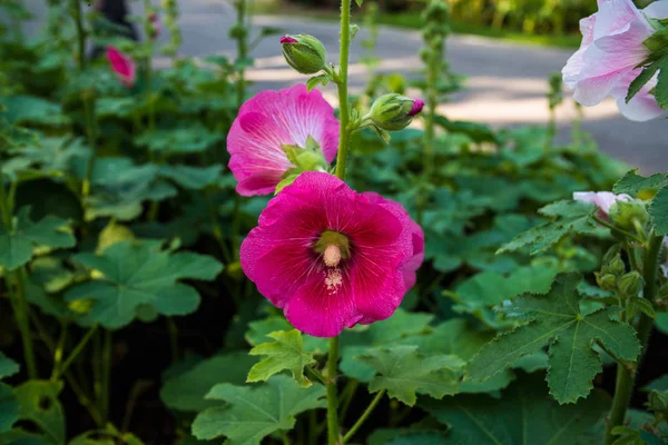 Yeşil alanda pembe Hollyhocks