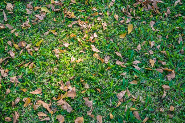 yeşil çim arka planda sonbahar yaprağı