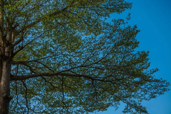 Uzun boylu ağaçlar gölge altında