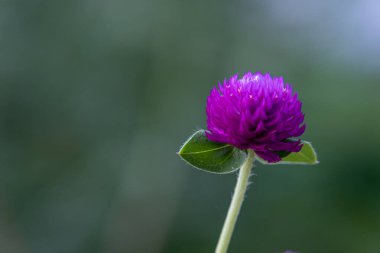 Bir Globe Amaranth / Bekar Düğmesi. Çiçekler mor, beyaz, pembe ve açık mordur. Ev dekorasyonu olarak popüler bir bitki..
