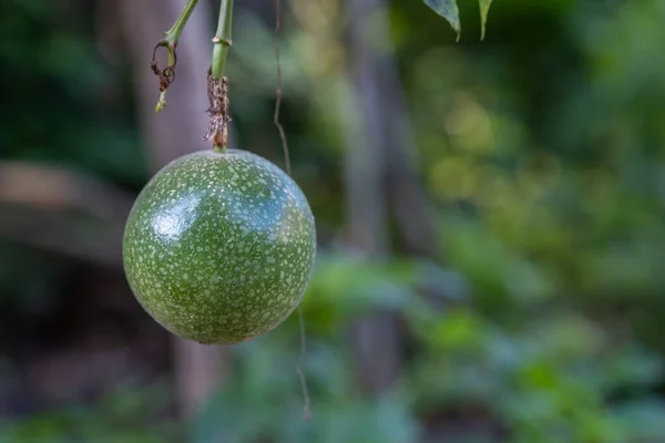 Una fruta de la pasión en la vid. Primer plano de la fruta de la pasión en la vid, enfoque selectivo — Foto de Stock