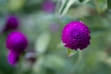 Purple Grobe Amaranth veya Bachelor 's Button çiçeklerinin üst görünümü
