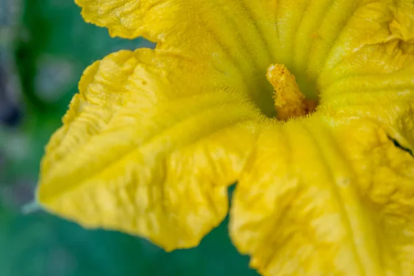 Primo piano Fioritura di fiori di zucca. Fiore di zucca fioritura nel cortile — Foto Stock