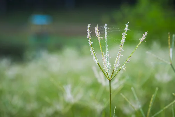Selecione o foco da flor de grama com fundo desfocado — Fotografia de Stock