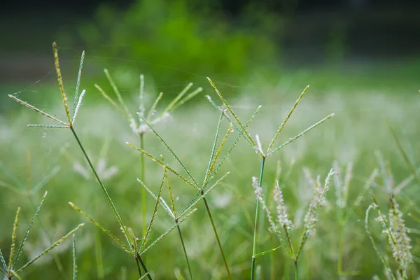 Selecione o foco da flor de grama com fundo desfocado — Fotografia de Stock