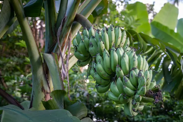 Banana en el árbol. Plátano con plátano verde. No arrancar plátano en el árbol — Foto de Stock