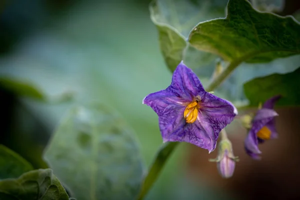 フォーカスを選択緑の葉に花とぼかしの背景を持つ木でタイナスを閉じます — ストック写真