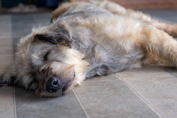 Dog pet sleep lazy lay down canine sit concept.