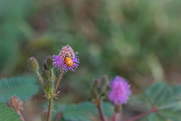Zbliżenie do wrażliwe kwiaty roślin, Mimosa Pudica z małą pszczołą na tle rozmycia — Zdjęcie stockowe