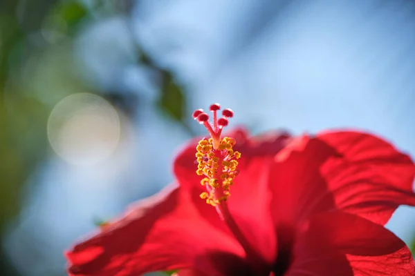 Fleurs d'Hibiscus rouges Rose de Chine, hibiscus chinois, hibiscus hawaïen dans le jardin tropical de Tenerife, îles Canaries, Espagne.Plante florale ba. Ckground.Selective focus — Photo