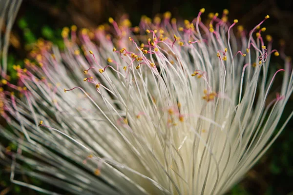 Macro de flores rosa carpel natureza foco suave closeup borrão fundo — Fotografia de Stock