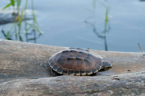 Tiny brown turtle lives on the old log in a little pond, with text copy space. — Stock Photo, Image
