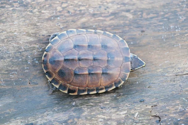 Kleine bruine schildpad leeft op de oude boomstam in een kleine vijver, met tekst kopieerruimte. — Stockfoto