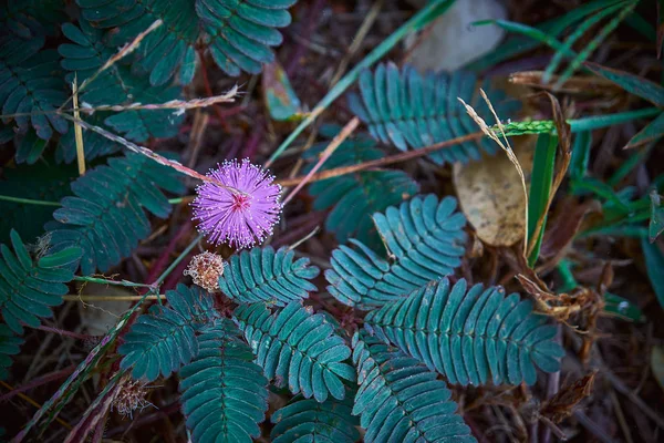Hassas bitki Mimosa pudica, Uykulu bitki, Aksiyon bitkisi, Dormilones