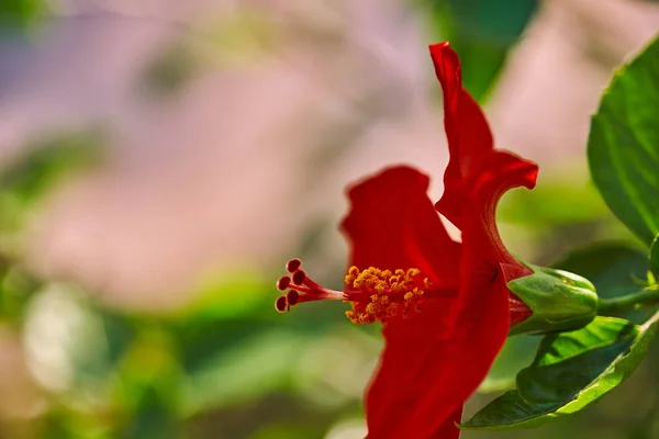 Fleurs d'Hibiscus rouges Rose de Chine, hibiscus chinois, hibiscus hawaïen dans le jardin tropical de Tenerife, îles Canaries, Espagne.Plante florale ba. Ckground.Selective focus — Photo