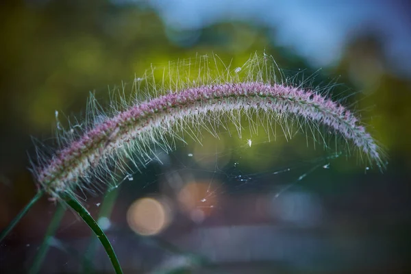 Grama comunista floresce à luz do sol. Grama comunista flor na luz do sol durante o pôr do sol, brilhantes flores brilhantes com seu cabelo — Fotografia de Stock