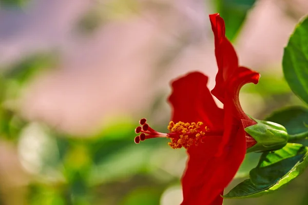 Red Hibiscus flower China rose,Chinese hibiscus,Hawaiian hibiscus in tropical garden of Tenerife,Canary Islands,Spain.Floral ba. Ckground.Selective focus — Stock Photo, Image