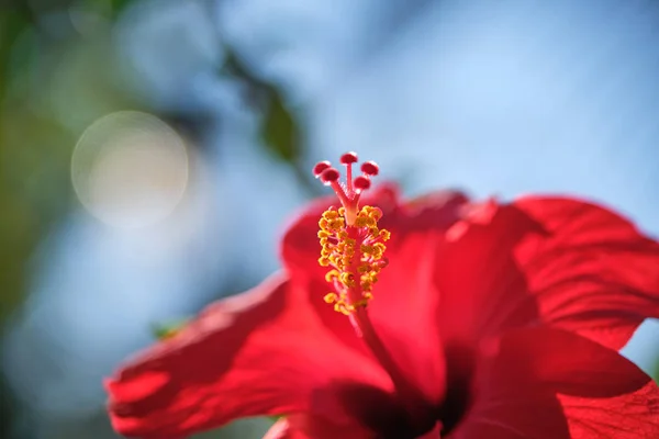Fleur d'Hibiscus rouge Rose de Chine, hibiscus chinois, hibiscus hawaïen dans le jardin tropical de Tenerife, îles Canaries, Espagne.Floral ba. Ckground.Selective focus — Photo