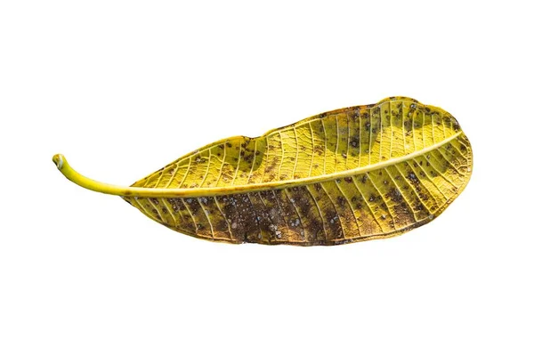 Nahaufnahme gelbes tropisches Blatt (plumeria, frangipani) isoliert auf weißem Hintergrund — Stockfoto