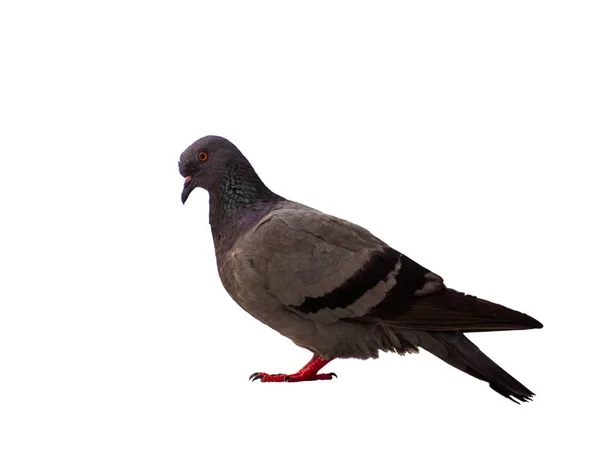 Bird pigeon isolated on white background wild feral green blue. — 스톡 사진