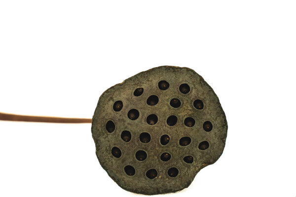Black dry lotus seed isolated on white background