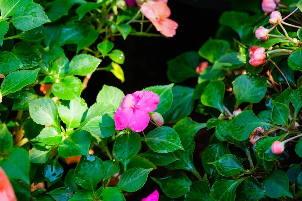 Une Photo Fleur Rose Sur Fond Herbe Mise Point Douce — Photo