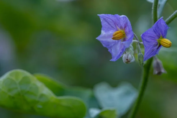 セレクトフォーカス緑の葉に花とぼかしの背景を持つ木でタイナスを閉じます — ストック写真