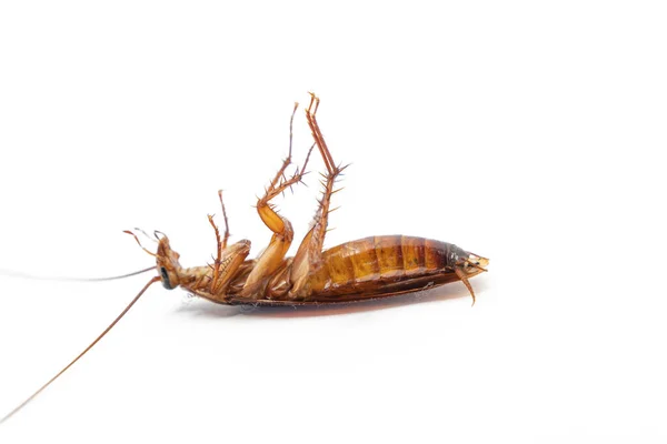 Dead Cockroach White Background Concept Problem House Because Cockroaches Living — Stock Photo, Image