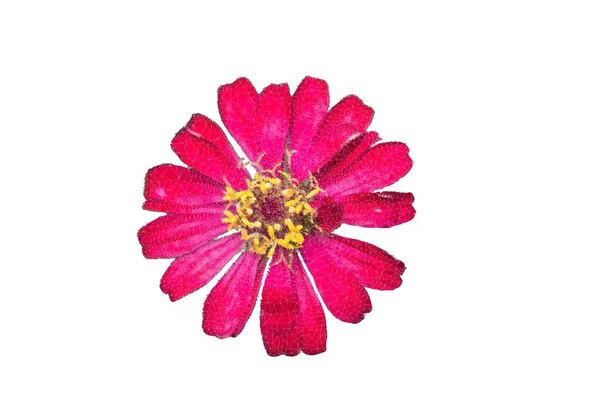 Die Abstrakten Dreiecke Linie Schöne Rosa Blume Von Zinnia Isoliert — Stockfoto