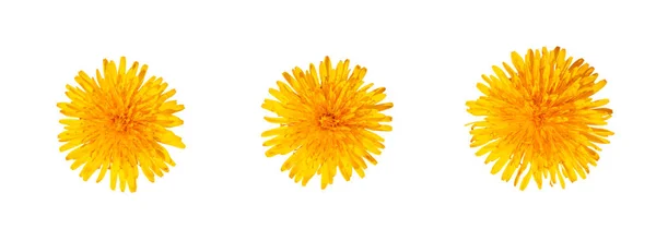 Yellow dandelions isolated — Stock Photo, Image