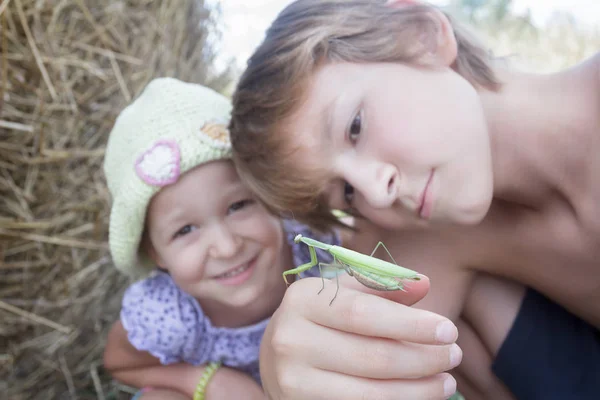 Dos hermanos tocando la mantis religiosa verde en el campo de verano —  Fotos de Stock