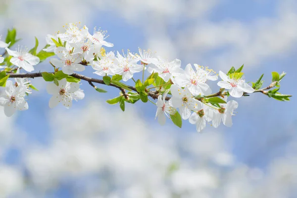 Jarní sakura stromu květinové pozadí bílé a růžové květy — Stock fotografie