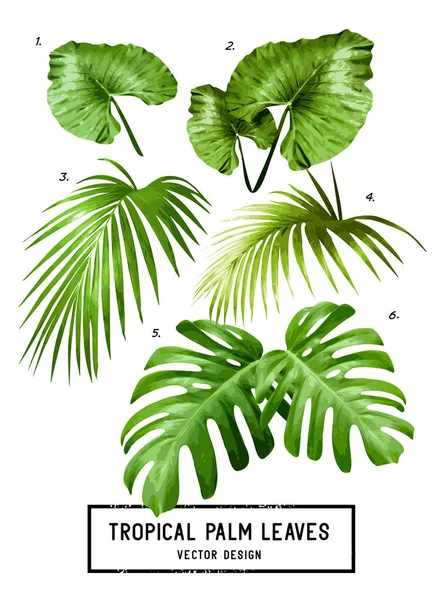 Hojas de palmera vectorial tropical — Archivo Imágenes Vectoriales