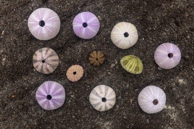 Çok renkli deniz kestanesi kabukları ıslak siyah volkan kumu üzerinde. Variet