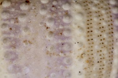 Sarı ve siyah iskelet desenleri. Disambiguatio 'yu kapat