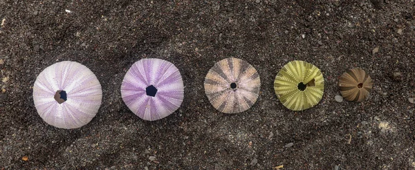 Multicolored sea urchin shells on wet black volcano sand. Variet — ストック写真