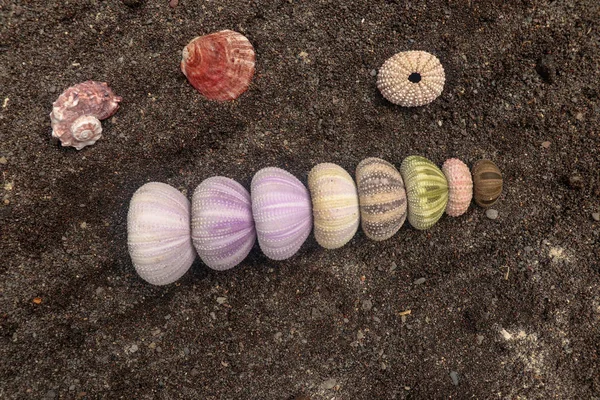 Multicolored sea urchin shells on wet black volcano sand. Variet — ストック写真