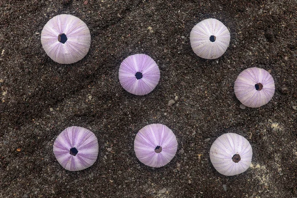 Multicolored sea urchin shells on wet black volcano sand. Variet — ストック写真