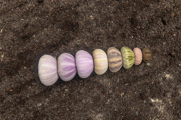 Conchas multicolores de erizos de mar sobre arena húmeda de volcán negro. Varieta —  Fotos de Stock