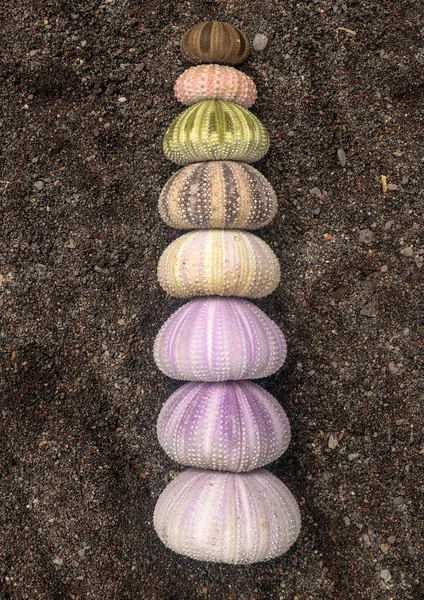 Conchas multicolores de erizos de mar sobre arena húmeda de volcán negro. Varieta —  Fotos de Stock