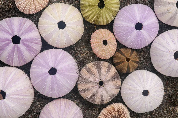 Multicolored sea urchin shells on wet black volcano sand. Variet — ストック写真