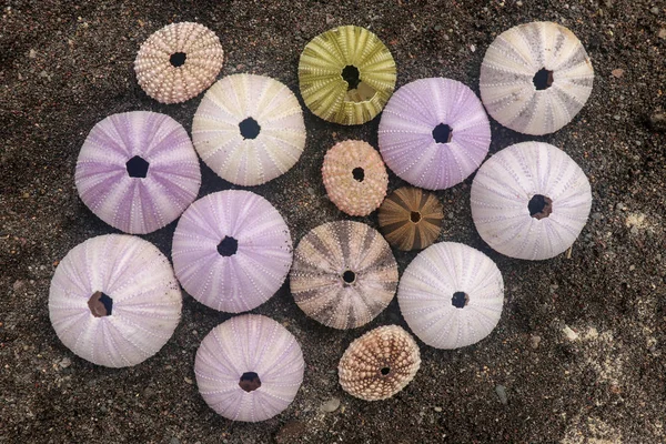 Multicolored sea urchin shells on wet black volcano sand. Variet — 스톡 사진