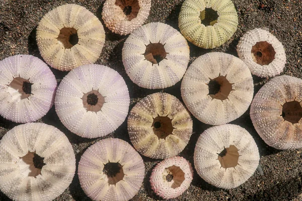 Multicolored sea urchin shells on wet black volcano sand. Variet — ストック写真