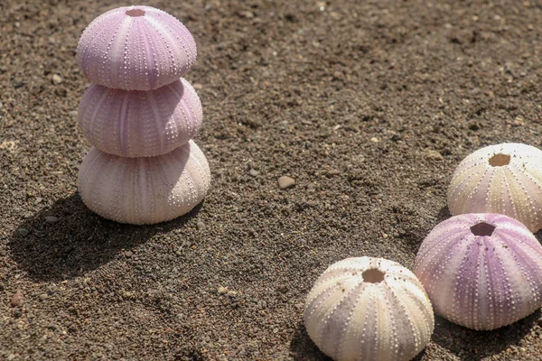 Bir P 'nin gölgelerindeki deniz kestanelerinin iskeletlerinin arkaplanı kapat — Stok fotoğraf