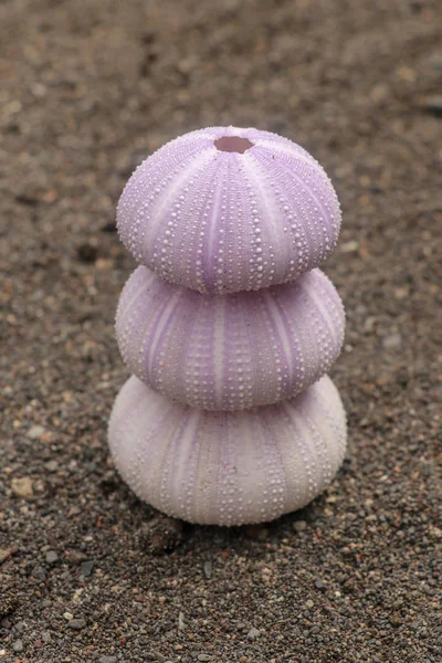 Violet colored Sea urchin shells on the wet sand. Close up of Di — ストック写真