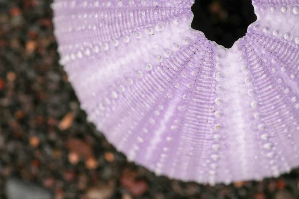 Close up of skeletons of a See urchins in shades of purple color — ストック写真